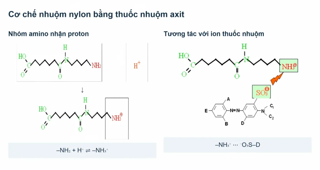 Nhóm amino của nylon nhận proton H⁺ và tương tác với ion thuốc nhuộm axit