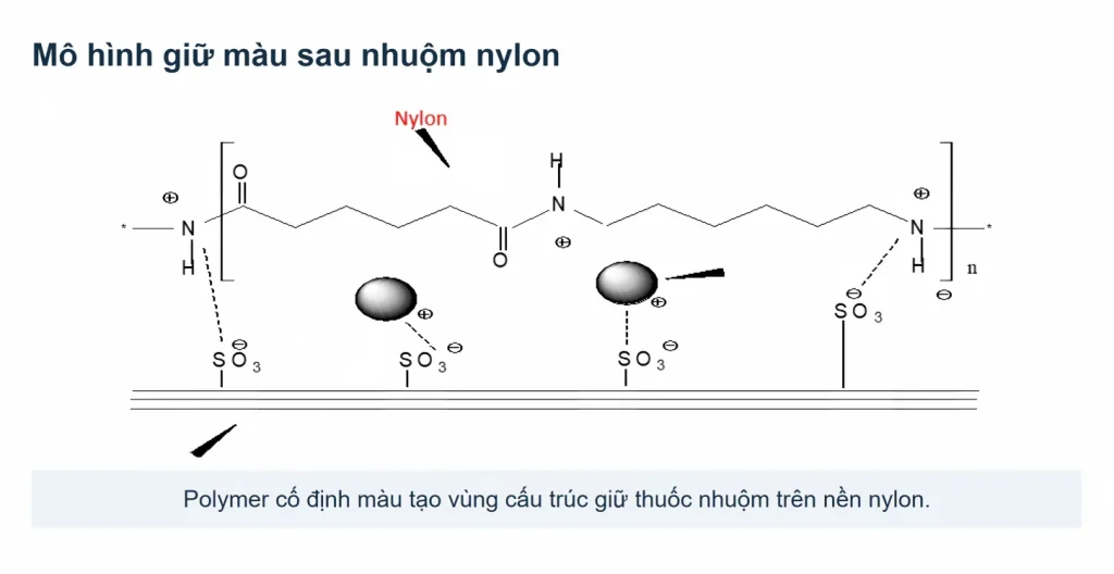 Mô hình tương tác giữa nylon, thuốc nhuộm và polymer cố định màu