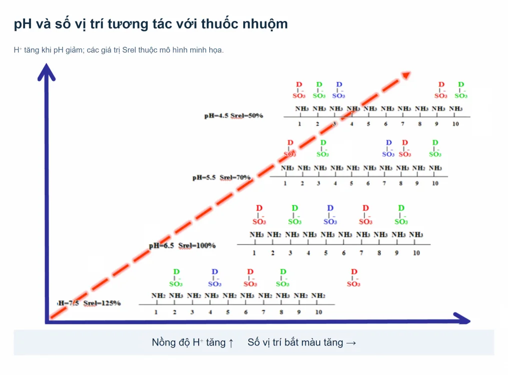 Sơ đồ pH, H⁺ và nhóm amino tại các vị trí bắt màu của nylon